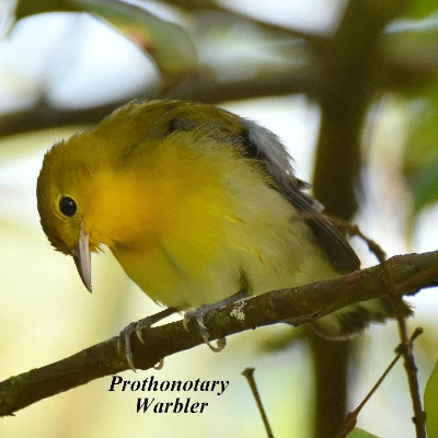 Prothonotary Warbler